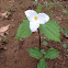 Trillium