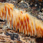 Sarcodontia setosa