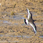 Black-tailed Godwit; Aguja Colinegra