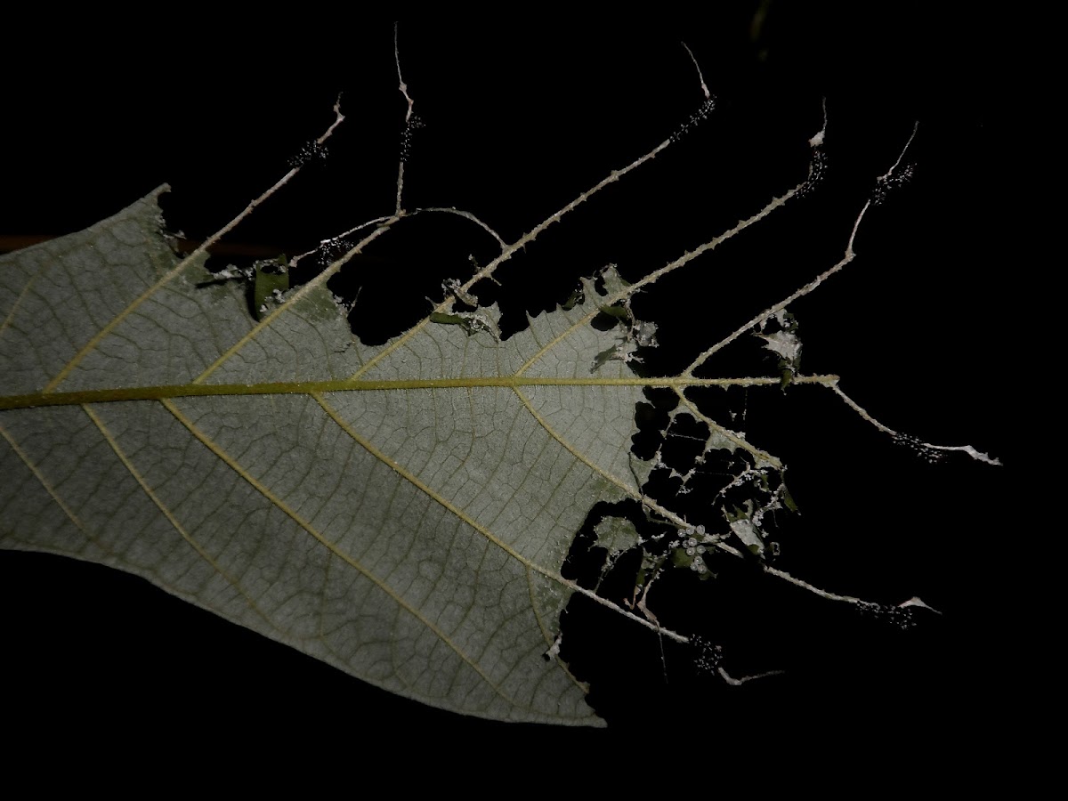 Zebra mosaic caterpillar