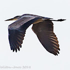 Grey Heron; Garza Real