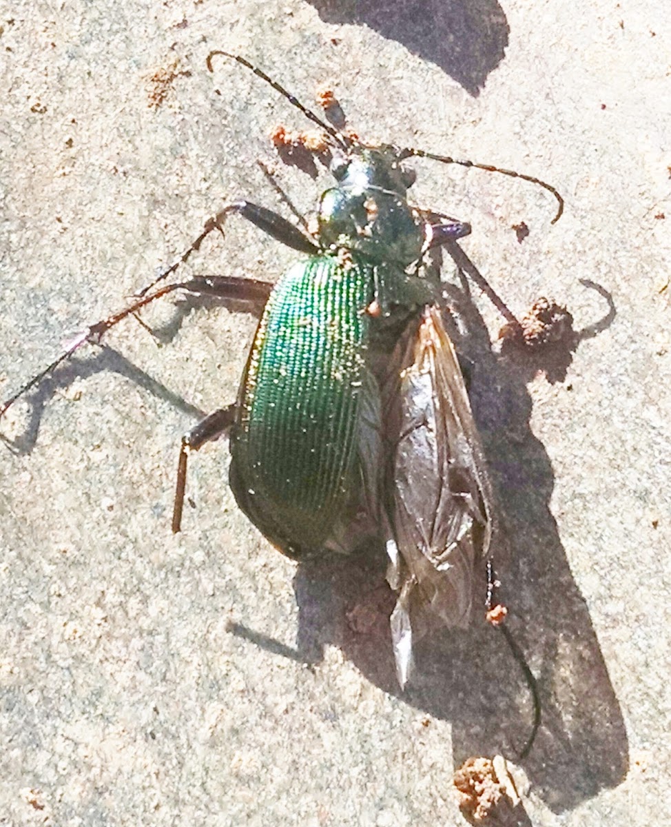 Fiery Searcher Ground Beetle