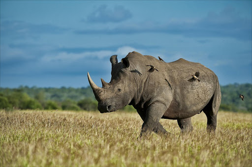 A rhino bull photographed in Mpumalanga. The exact location has been withheld to not reveal the animal's exact position.