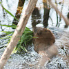 Muskrat