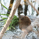 Muskrat