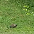 Woodchuck