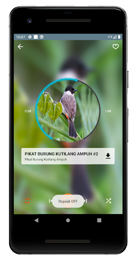 Pikat Burung Kutilang Ampuh