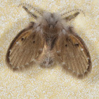 Moth Fly