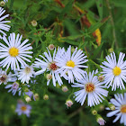 Fleabane