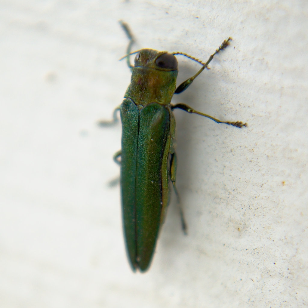 Emeral Ash Borer