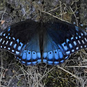 Diana fritillary (female)