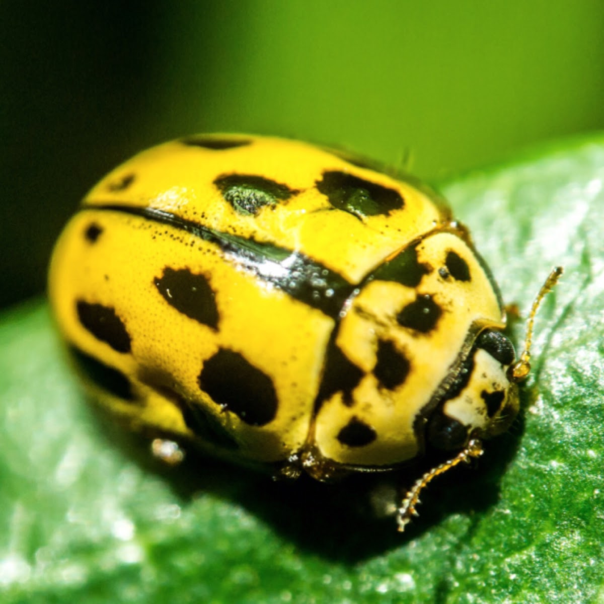 Harlequin Ladybird