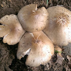 Pluteus sp.