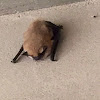 Western Pipistrelle Bat