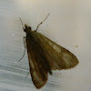 Udea moth