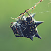 Spiny-backed Orbweaver