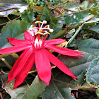 Red Passion flower