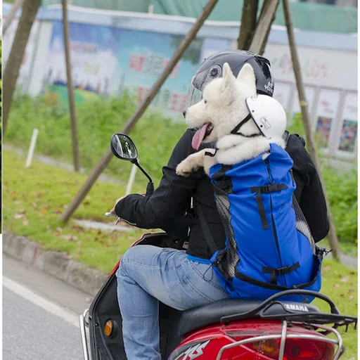 Pet Dog Carrier Travel Backpack, Outdoor Ventilation Breathable, Bicycle Motorcycle, Hiking Sport Mesh Bag, Drop Shippin