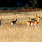 Impala