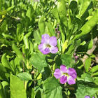 Chinese violet