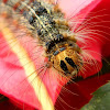 Gypsy Moth caterpillar