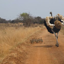 Ostrich