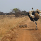 Ostrich