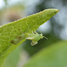 Willow Psyllid Emerging