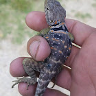 Eastern Collared Lizard (juvenile)