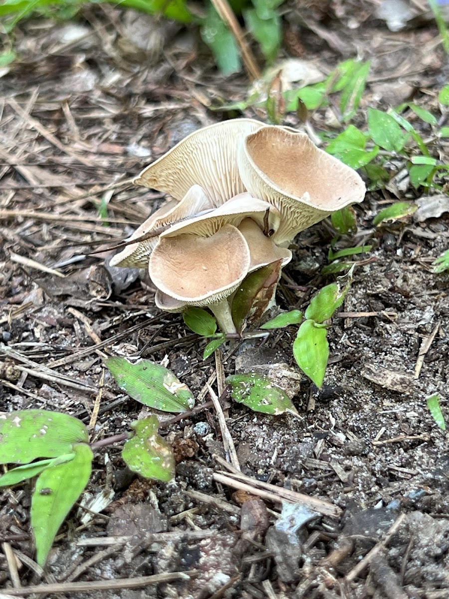 Common Funnel Mushroom