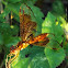 Eastern Amberwing