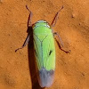 Green Rice Leafhopper