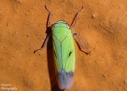 Green Rice Leafhopper