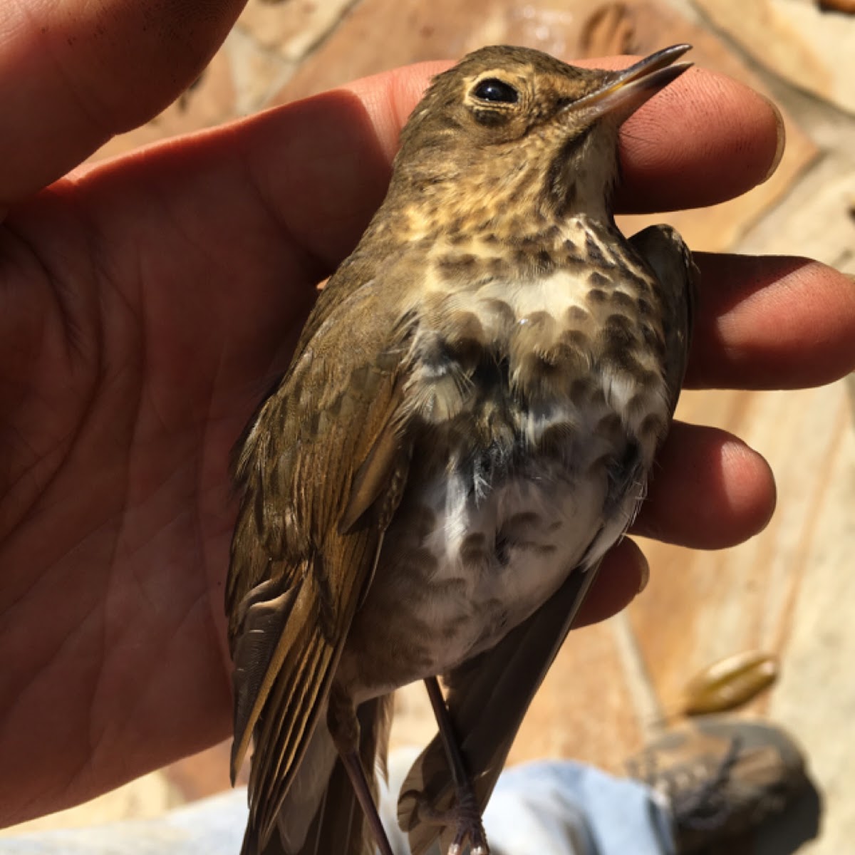 Hermit Thrush