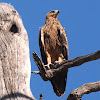 Tawny Eagle