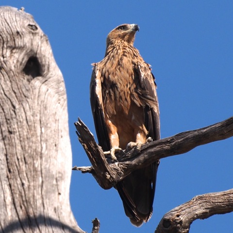 Tawny Eagle