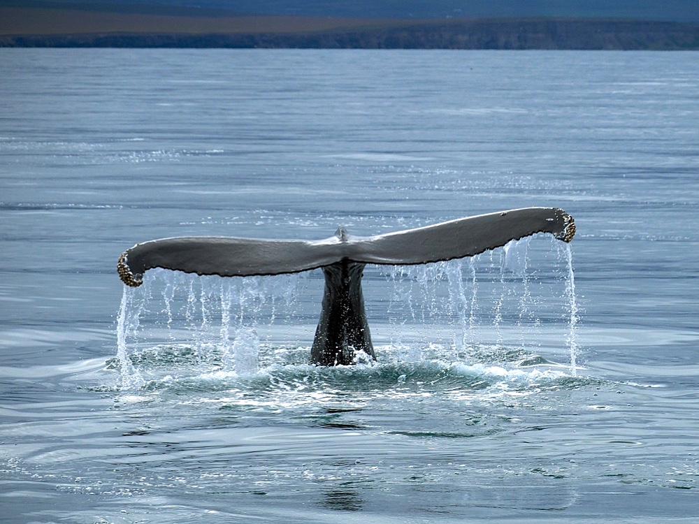 Yubarta (Humpack whale)