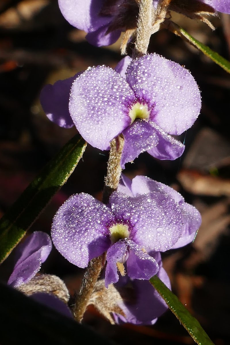 Granite Hovea