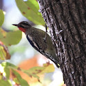 Yellow-bellied sapsucker (male)