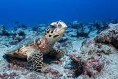 Image result for why is the hawksbill turtle endangered