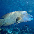 Napoleon Wrasse