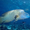 Napoleon Wrasse