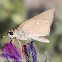 Pigmy Skipper