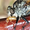 Robber Fly  with Grape Colaspis Beetle