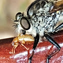 Robber Fly  with Grape Colaspis Beetle