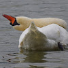 Mute Swan