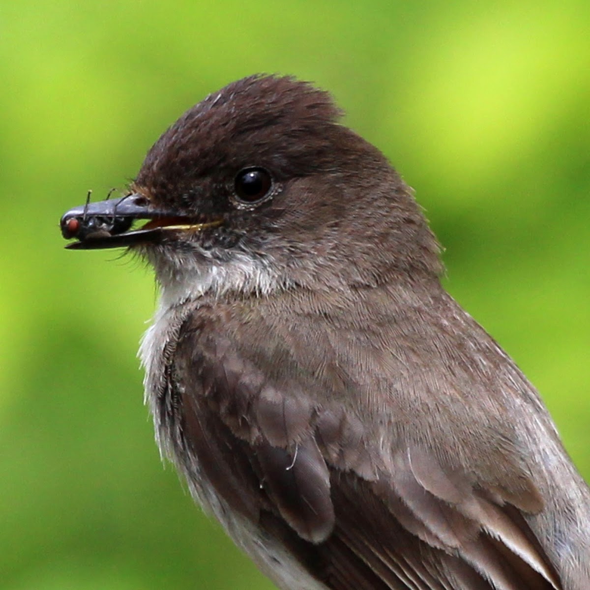 Eastern Phoebe (Catching A Fly)