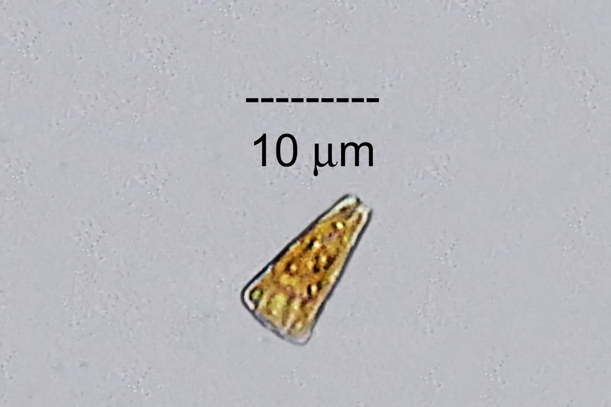 Epilithic Diatom