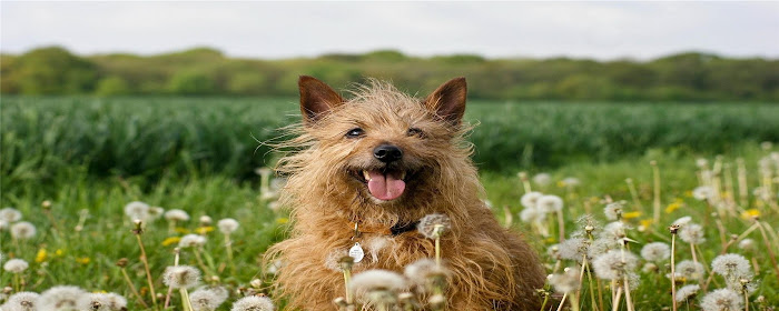 Norfolk Terrier Themes & New Tab marquee promo image