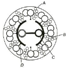 Centrioles